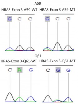 HRAS-EXON-3-1