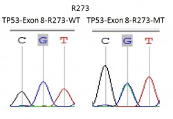 TP53-EXON-8-1