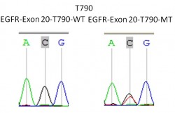 EGFR-EXON-20-T790