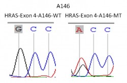 HRAS-EXON-4-2