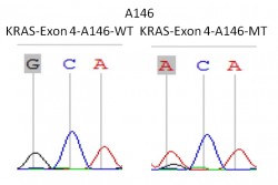 KRAS-EXON-4-2
