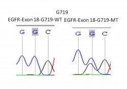 EGFR-EXON-18-1