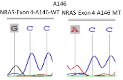 NRAS-EXON-4-2
